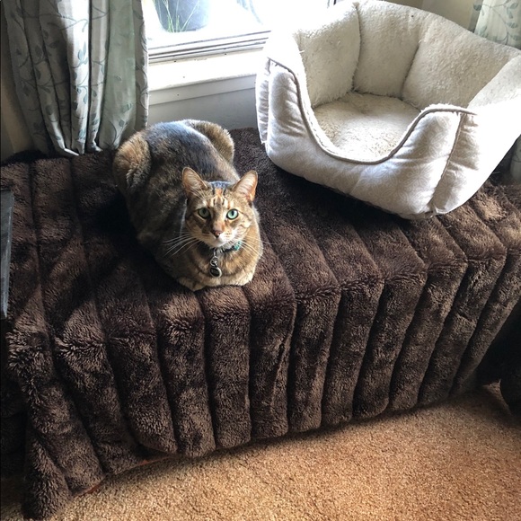 Cat Friendly Home - Picture 4 of 5